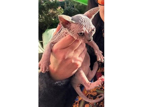 2 aylık bambino sfenks dişi