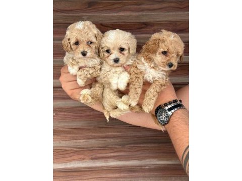 Sağlıklı orjinal maltipoo