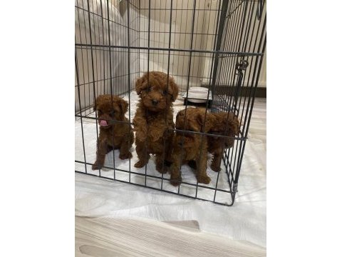 Kore red brown toy poodle kardeşler