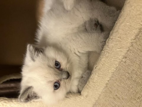 45 günlük erkek yavru british shorthair
