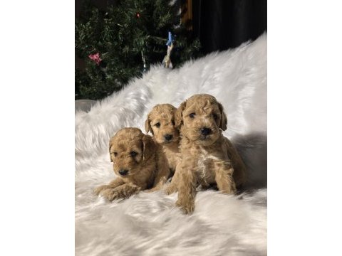 Orjinal teacup maltipoo yavrular