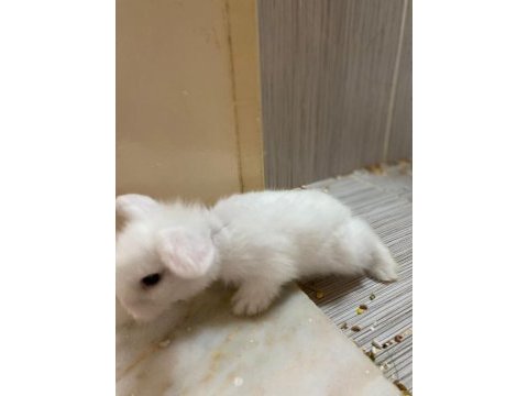 6 adet hollanda lop tavşan
