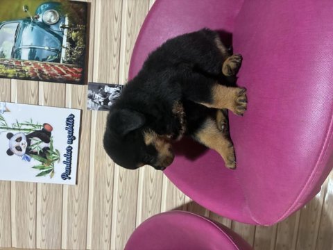 Rottweiler köpeği