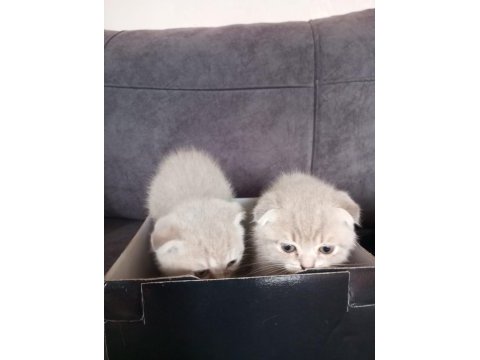 Scottish fold yavru 1 aylık