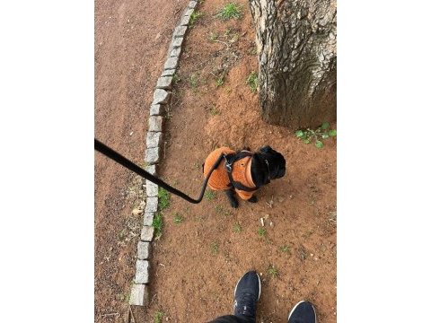 Neşe kaynağımız çocuğumuz pug
