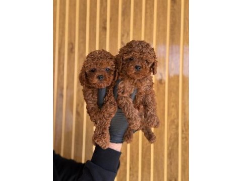 Yeni ailelerini bekleyen toy poodle yavrularımız