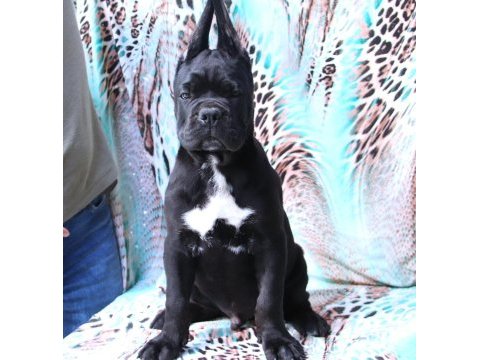 Fcı-kıf secereli safkan cane corso yavrular
