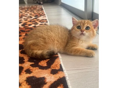 Safkan british shorthair golden dışı yavru