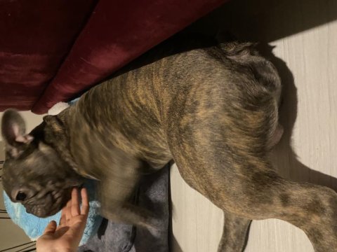 Çiftleşme için french bulldog
