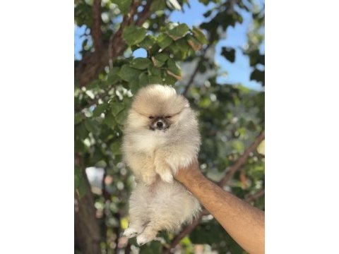Orjinal ayı suratlı pomeranian boo yavruları