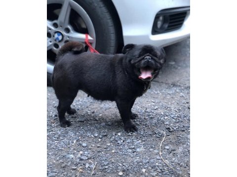 Damızlık dişi pug yeni yuvasını arıyor