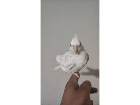 Alıştırmalık albino sultan papağanı