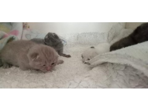 Yavru british shorthair