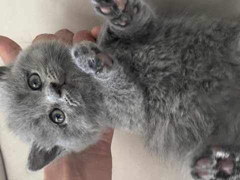 Gri renk british shorthair dişi