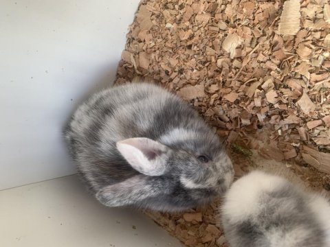 Küçük minik tavşan yavrular
