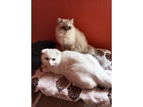 Scottish fold oğlumuzu sahiplendireceğiz