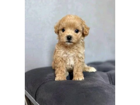 Maltipoo minikler