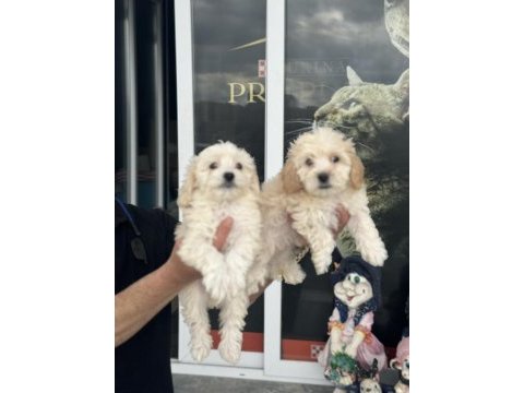 Wc eğitimli en güzel mini boy maltipoo yavrular