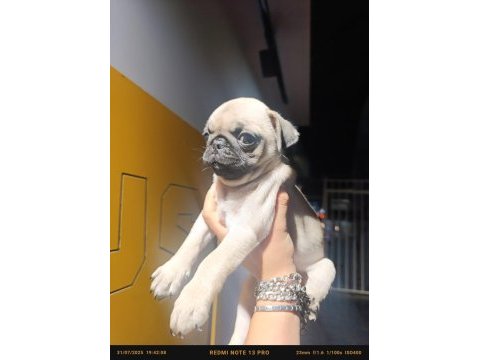 Anatomi harikası pug köpekler