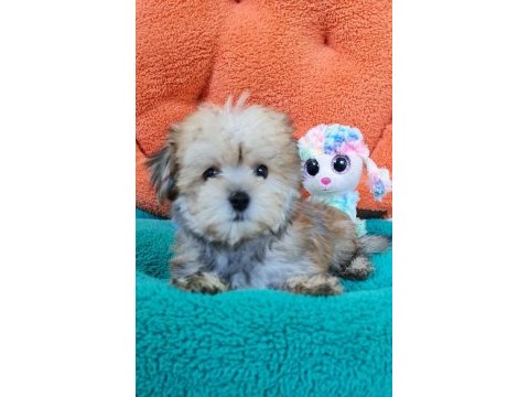 Neşe kaynağı morkie yavrularımız