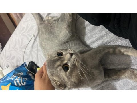 Acil sahiplendirilecek 7 aylık scottish fold