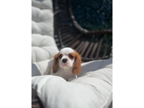 Cavalier king charles yavrular