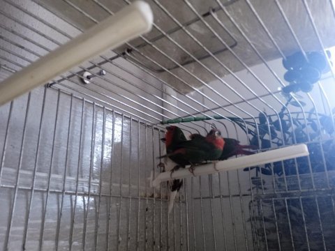 Lutino taşıyıcı parrotlar