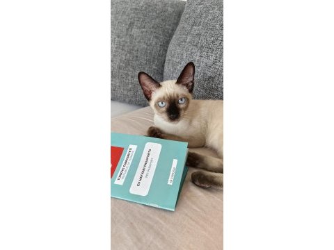 1 yaşında siyam kedimiz