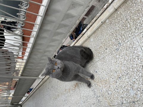 British shorthair duman uslu ev kedisi