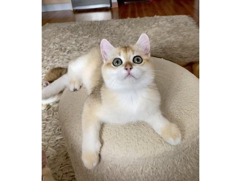 Şecereli british shorthair golden erkek yavru