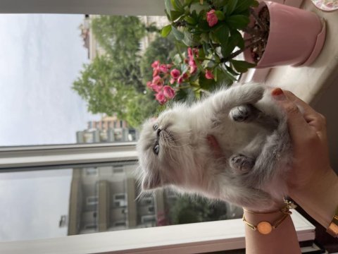 2 aylığa yakın british shorthair