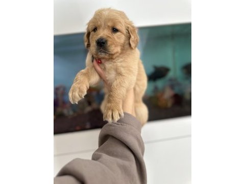 Baby face golden retriever bebekler
