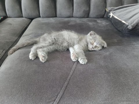 0-3 aylık scottish fold cinsiyeti kızdır