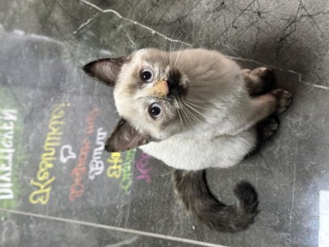 Aşıları tam tertemiz buzul 2 aylık british longhair