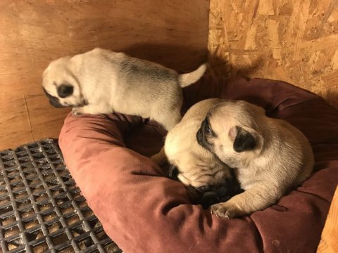 Üst segment pug mops yavrular