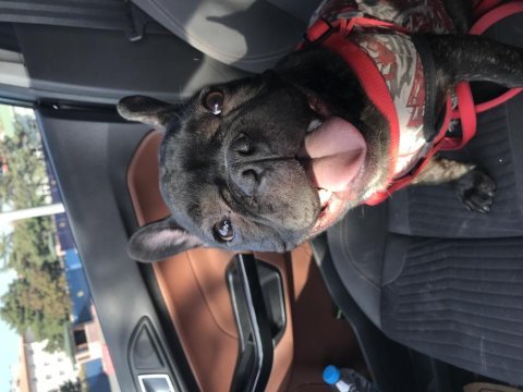 5 yaşında french bulldog