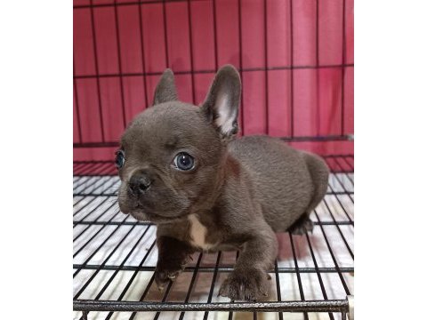French bulldog blue