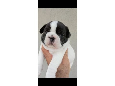 Fransız bulldog yavrular izmir