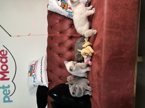 Show kalite wc eğitimli her renk british shorthair yavrular