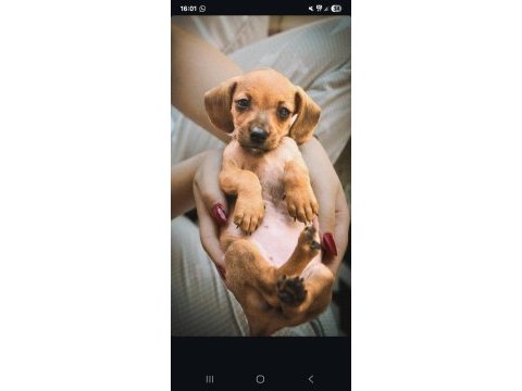 Sağlıklı dachshund yavrular