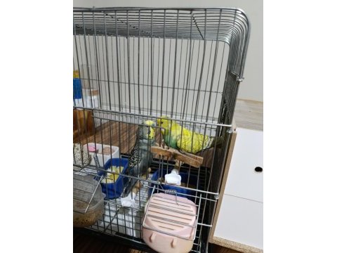 Kafesle beraber iki çift muhabbet kuşu