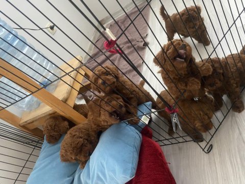 Toy kore karışımı safkan poodle lekesiz