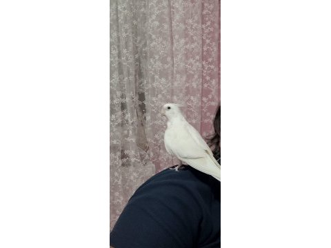9 aylık kırmızı göz albino sultan papağanı