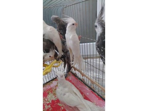 6 aylık sultan papağanlar