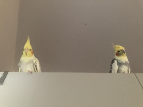 2 yaşında erkek sultan papağanı