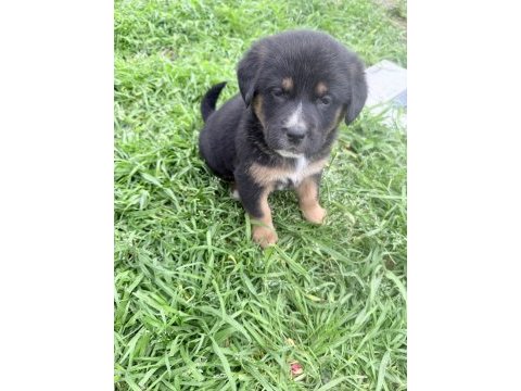 Köpek ve kedi vardır açıklamayı okuyunuz
