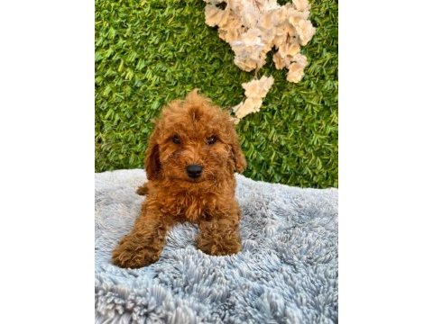 Toy poodle bebekler