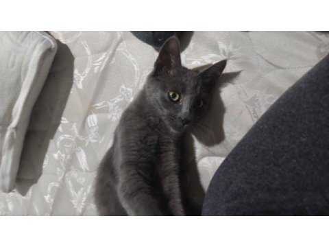 Melez kedi