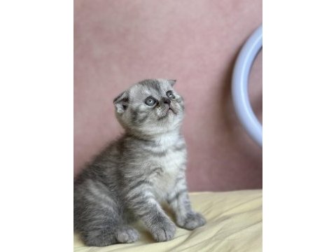 Safkan scottish fold 2 aylık erkek