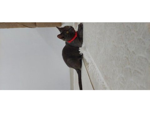 Kakule'ye ailesini arıyoruz british shorthair